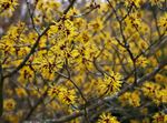 yellow Flower Witchhazel characteristics and Photo