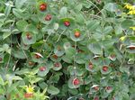 Gartenblumen Gelb Geißblatt Reben, Lonicera prolifera rot Foto, Beschreibung und Anbau, wächst und Merkmale