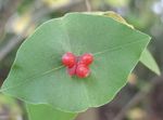 Zahradní květiny Žlutá Révy Zimolez, Lonicera prolifera červená fotografie, popis a kultivace, pěstování a charakteristiky