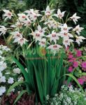 Abyssinian Gladiolus, Peacock Orchid, Fragrant Gladiolus, Sword Lily