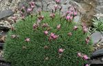Garden Flowers Acantholimon, Prickly Thrift pink Photo, description and cultivation, growing and characteristics