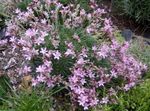 Garden Flowers Acantholimon, Prickly Thrift pink Photo, description and cultivation, growing and characteristics