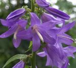 Garden Flowers Adenophora, Lady Bells lilac Photo, description and cultivation, growing and characteristics