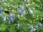 Garden Flowers Adenophora, Lady Bells light blue Photo, description and cultivation, growing and characteristics