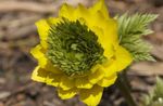 sárga Virág Adonisz jellemzők és fénykép