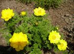 yellow Flower Adonis sibirica characteristics and Photo