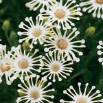 Afrikanske Daisy, Cape Daisy