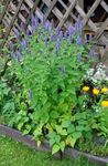 Ogrodowe Kwiaty Lofant (Góra Mięta, Agastahe), Agastache jasnoniebieski zdjęcie, opis i uprawa, hodowla i charakterystyka