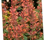 orange Flower Agastache, Hybrid Anise Hyssop, Mexican Mint characteristics and Photo