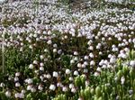 Flores de jardín Alaska Bellheather, Harrimanella blanco Foto, descripción y cultivo, cultivación y características