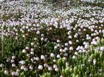 Tuin Bloemen Alaska Bellheather, Harrimanella wit foto, beschrijving en teelt, groeiend en karakteristieken