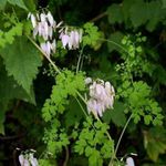 庭の花 アレゲニーつる、登山カラクサケマン、山のフリンジ, Adlumia fungosa ピンク フォト, 説明 と 栽培, 成長 と 特性