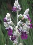 Садовые Цветы Талия, Thalia dealbata фиолетовый Фото, описание и выращивание, выращивание и характеристика