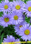 light blue Flower Alpine Aster characteristics and Photo