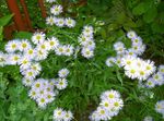 Gartenblumen Alpen-Aster, Aster alpinus weiß Foto, Beschreibung und Anbau, wächst und Merkmale