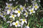 Bluets Alpines, Bluets De Montagne, Mesdames Quaker