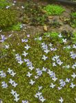 Flores do Jardim Bluets Alpinos, Bluets Montanha, Senhoras Quaker, Houstonia luz azul foto, descrição e cultivo, crescente e características