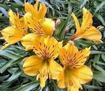 Garden Flowers Alstroemeria, Peruvian Lily, Lily of the Incas yellow Photo, description and cultivation, growing and characteristics