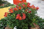Garden Flowers Alstroemeria, Peruvian Lily, Lily of the Incas red Photo, description and cultivation, growing and characteristics