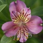 Garden Flowers Alstroemeria, Peruvian Lily, Lily of the Incas lilac Photo, description and cultivation, growing and characteristics