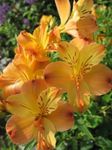 Garden Flowers Alstroemeria, Peruvian Lily, Lily of the Incas orange Photo, description and cultivation, growing and characteristics