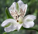 hvit Blomst Alstroemeria, Peruanske Lilje, Lilje Av Inkaenes kjennetegn og Bilde