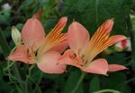 Garden Flowers Alstroemeria, Peruvian Lily, Lily of the Incas pink Photo, description and cultivation, growing and characteristics