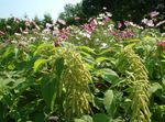 green Flower Amaranthus, Love-Lies-Bleeding, Kiwicha characteristics and Photo