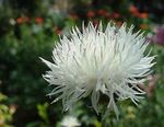 Garden Flowers Amberboa, sweet sultan white Photo, description and cultivation, growing and characteristics