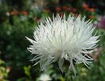 Gartenblumen Amberboa, Süß Sultan weiß Foto, Beschreibung und Anbau, wächst und Merkmale