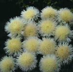 Garden Flowers Amberboa, sweet sultan yellow Photo, description and cultivation, growing and characteristics
