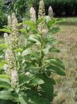 Bahçe Çiçekleri Amerikan Pokeweed, Inkberry, Pidgeonberry, Phytolacca americana beyaz fotoğraf, tanım ve yetiştirme, büyüyen ve özellikleri