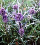 Ogrodowe Kwiaty Feverweed, Eryngium liliowy zdjęcie, opis i uprawa, hodowla i charakterystyka