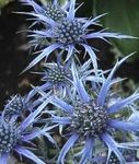 Hage blomster Ametyst Hav Kristtorn, Alpine Eryngo, Alpine Havet Kristtorn, Eryngium lyse blå Bilde, beskrivelse og dyrking, voksende og kjennetegn