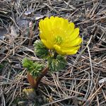 yellow Flower Amur Adonis characteristics and Photo