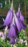Dārza Ziedi Eņģeļa Makšķere, Pasaku Zizlis, Wandflower, Dierama purpurs Foto, apraksts un audzēšana, augošs un raksturlielumi