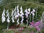 ბაღის ყვავილები ანგელოზის ანკესი, ზღაპარი კვერთხი, Wandflower, Dierama თეთრი სურათი, აღწერა და გაშენების, იზრდება და მახასიათებლები