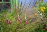 Hage blomster Engels Fiskestang, Fe Tryllestav, Wandflower, Dierama rød Bilde, beskrivelse og dyrking, voksende og kjennetegn