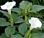 Садовые Цветы Дурман, Datura metel белый Фото, описание и выращивание, выращивание и характеристика