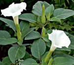 blanc Fleur La Trompette De L'ange, La Trompette Du Diable, Corne D'abondance, Duveteuse Pomme Épineuse les caractéristiques et Photo