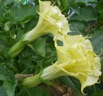 Garden Flowers Angel's trumpet, Devil's Trumpet, Horn of Plenty, Downy Thorn Apple, Datura metel yellow Photo, description and cultivation, growing and characteristics