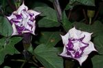 Garden Flowers Angel's trumpet, Devil's Trumpet, Horn of Plenty, Downy Thorn Apple, Datura metel lilac Photo, description and cultivation, growing and characteristics