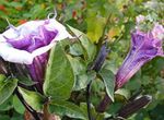 Have Blomster Engels Trompet, Djævelens Trompet, Overflødighedshorn, Dunet Torn Æble, Datura metel lilla Foto, beskrivelse og dyrkning, voksende og egenskaber