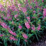 Trädgårdsblommor Angelonia Serena, Sommar Snapdragon, Angelonia angustifolia lila Fil, beskrivning och uppodling, odling och egenskaper