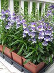 Trädgårdsblommor Angelonia Serena, Sommar Snapdragon, Angelonia angustifolia ljusblå Fil, beskrivning och uppodling, odling och egenskaper
