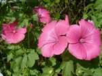 庭の花 年間アオイ、アオイバラ、王室ゼニアオイ、堂々マロウ, Lavatera trimestris ピンク フォト, 説明 と 栽培, 成長 と 特性