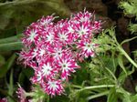 Zahradní květiny Roční Phlox, Drummond Phlox, Phlox drummondii růžový fotografie, popis a kultivace, pěstování a charakteristiky