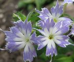 Λουλούδια κήπου Ετήσια Phlox, Phlox Drummond Του, Phlox drummondii γαλάζιο φωτογραφία, περιγραφή και καλλιέργεια, φυτοκομεία και χαρακτηριστικά