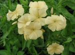 Kerti Virágok Éves Phlox, Drummond Phlox, Phlox drummondii sárga fénykép, leírás és termesztés, növekvő és jellemzők
