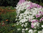 ბაღის ყვავილები წლიური Phlox, Drummond ის Phlox, Phlox drummondii თეთრი სურათი, აღწერა და გაშენების, იზრდება და მახასიათებლები